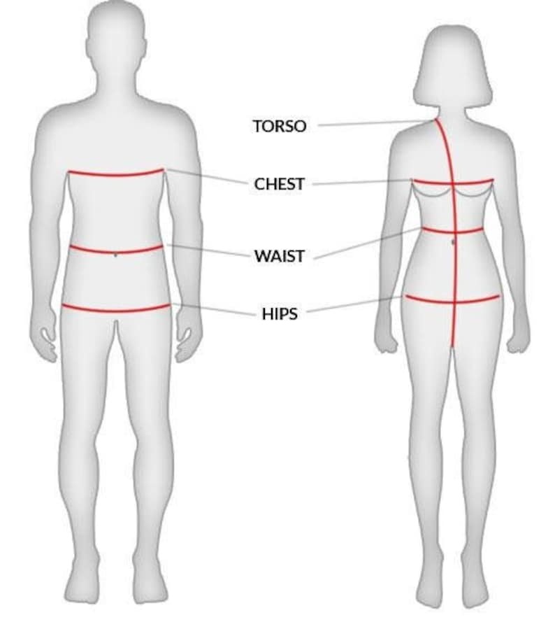 May include: Diagram showing body measurements for men and women. The measurements include torso, chest, waist, and hips.