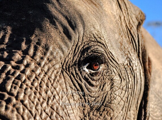 African Forest Elephant Elephant Eye African Elephant Big Etsy