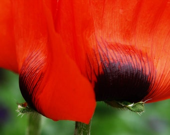 4 Photographien Mohn Blumen etc.