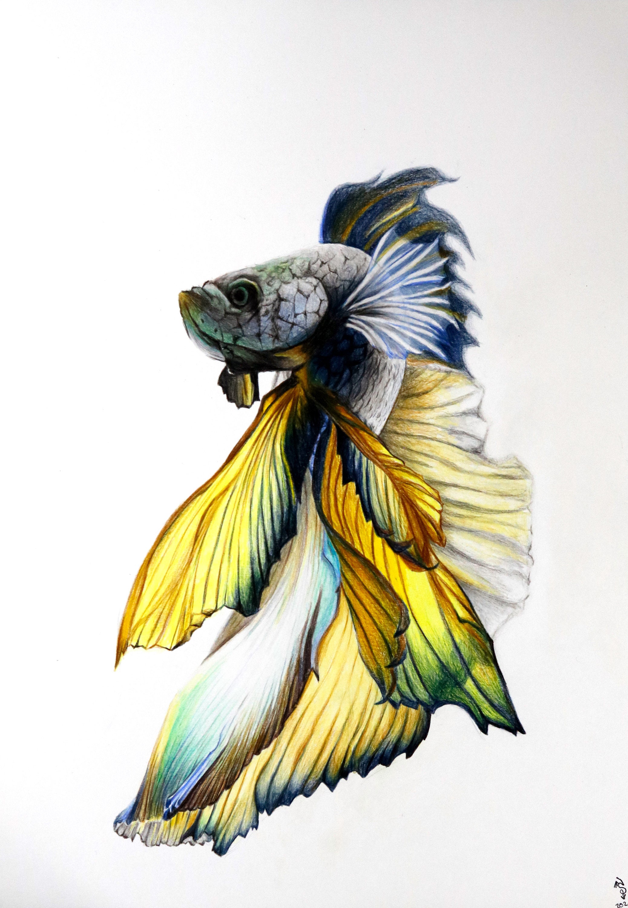 Fighting Fish Betta Splendens - Etsy