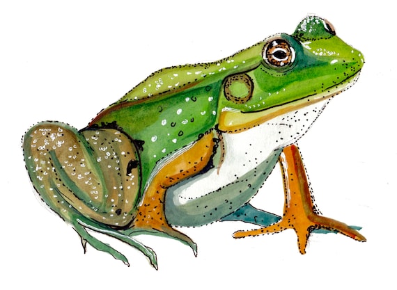 Watercolor and Ink Reproduction Frog Print