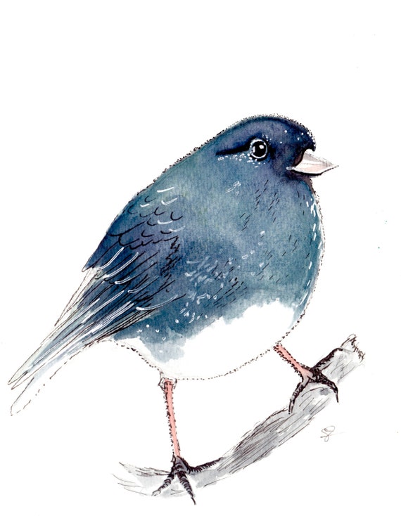 Watercolor and Ink Reproduction Junco Print