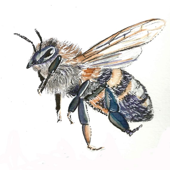 Watercolor and Ink Honey Bee
