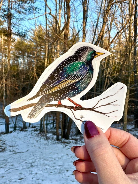 Handsketched watercolor and ink starling vinyl decal