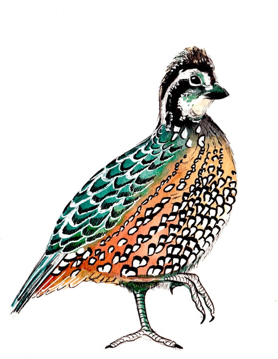 Watercolor and Ink Reproduction Quail Print