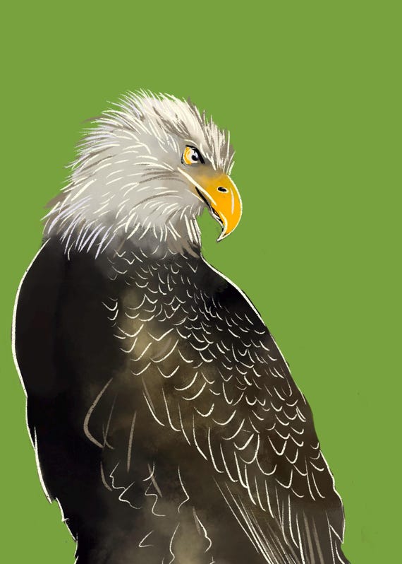 Bald Eagle Print
