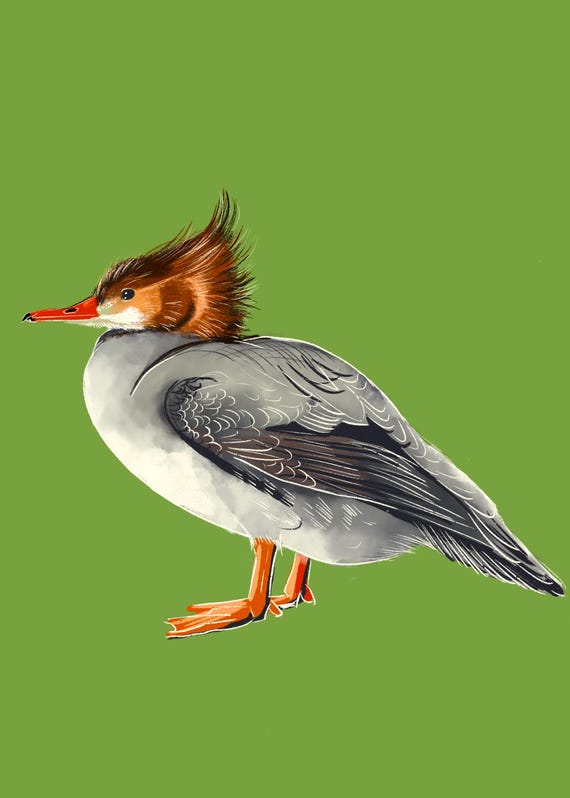 Merganser Print