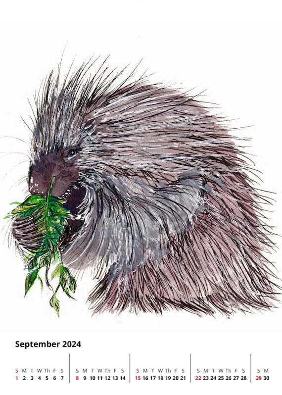 Watercolor and Ink Reproduction Porcupine Print