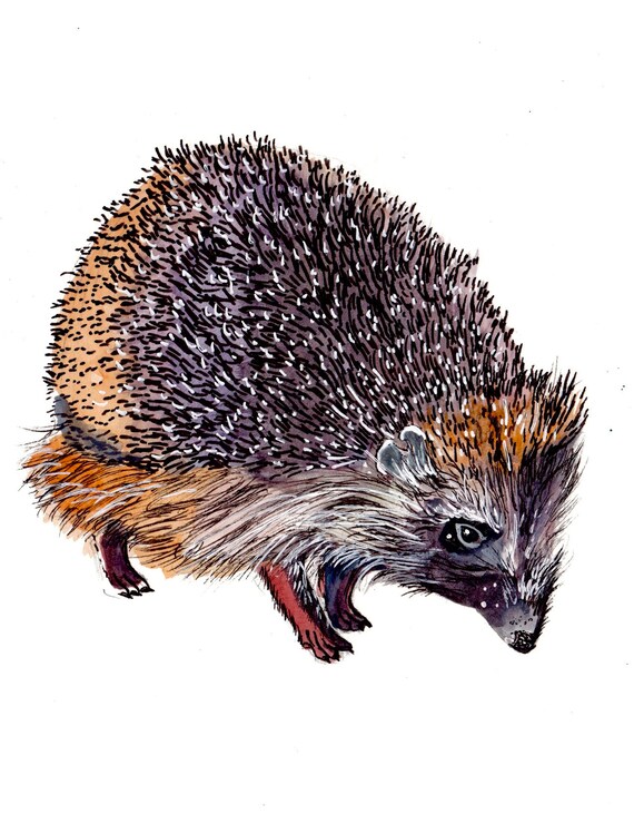 Watercolor and Ink Reproduction Hedgehog Print