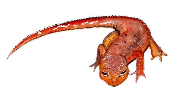 Watercolor and Ink Reproduction Newt Print
