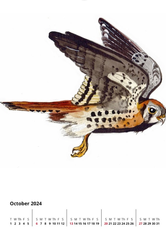 Watercolor and Ink Reproduction Kestral Print