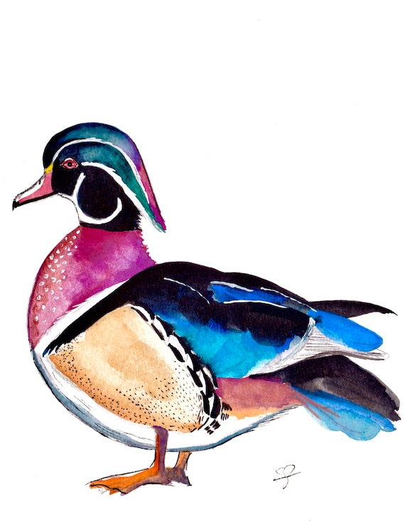 Watercolor and Ink Reproduction Wood Duck Print