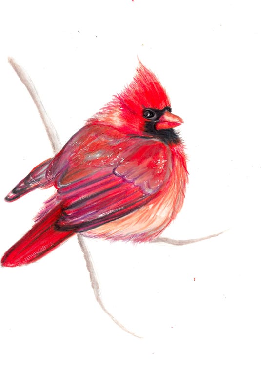 Cardinal Print
