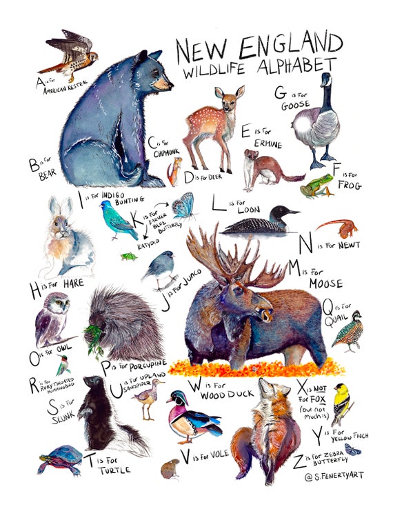 S.Fenerty Art New England Wildlife Alphabet Poster