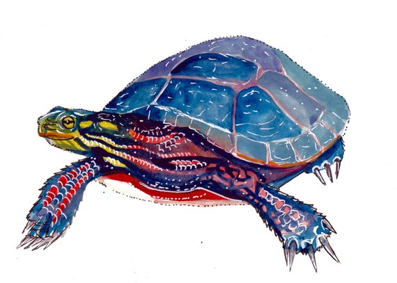 Watercolor and Ink Reproduction Turtle Print