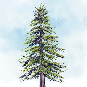 Lebanese Cedar