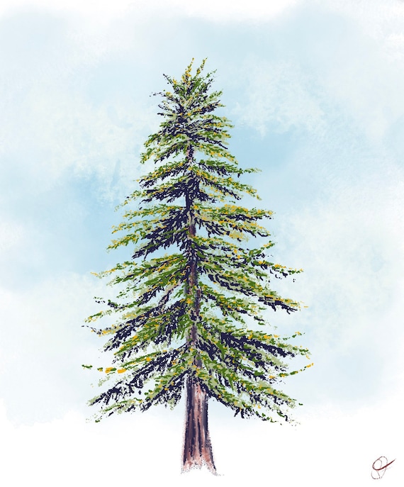 Lebanese Cedar