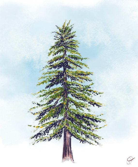 Lebanese Cedar