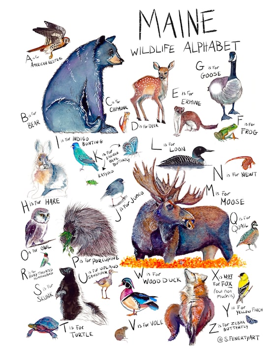 S.Fenerty Art Maine Wildlife Alphabet Poster