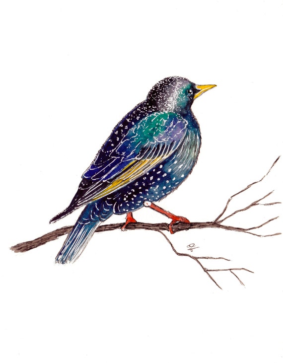 Watercolor and Ink Reproduction Starling Print