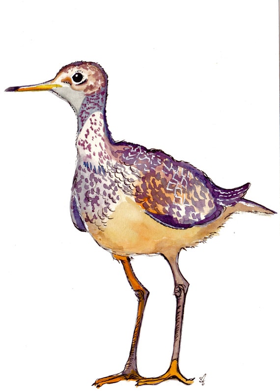 Watercolor and Ink Reproduction Sandpiper Print