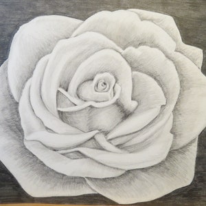 Rose pencil drawing