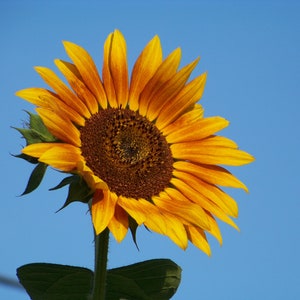 Sunflower Photo