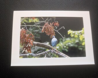 blank Photo Note Card