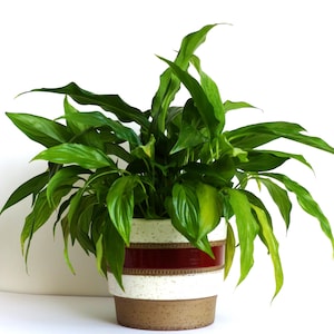 May include: A lush green plant with long, glossy leaves in a decorative ceramic pot. The pot has horizontal bands of brown, white speckled with brown, and a deep red stripe. The plant pot is a stylish home decor item.