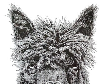 Linocut of alpaca, llama, original print, animal, black and white, original, high quality, handmade, printmaking,