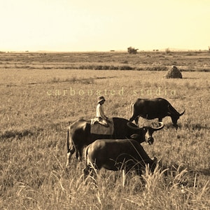Reprinted nostalgic photograph: Laguna, Philippines (carabao rider). blank folded greeting card w/ envelope; Pick any 4 cards per min order