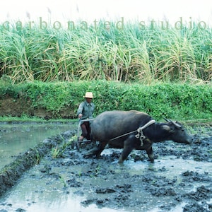 Reprinted scenic photograph: Carabao, Philippines.4 1/2&quot; X 6 1/4&quot; blank folded greeting card w/ envelope. Pick any 4 cards per min order