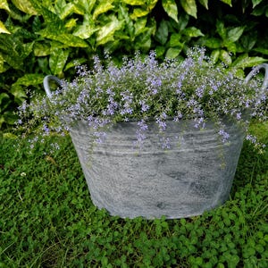 May include: A galvanised metal tub with two side handles, featuring a weathered grey finish. The tub is filled with a dense cluster of small, delicate light purple flowers with thin green stems that spill over the edges of the container.