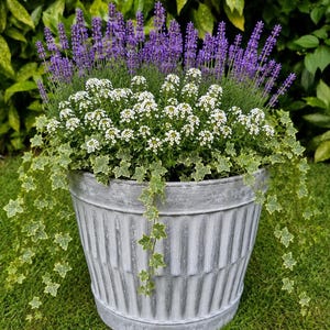 May include: A grey, corrugated metal planter overflowing with lavender, white alyssum, and ivy. The lavender displays purple flowers, contrasting with the small white alyssum blooms. Trailing ivy with green and cream leaves adds a decorative touch.