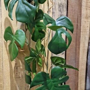 May include: A green monstera plant with large leaves, growing up a wooden wall with a brown stamp that reads "CV 33046 DE HT".