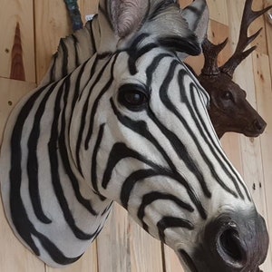 Large Zebra Wall Head, Realistic and Detailed Wall Art Animal Decor Resin Wall Ornament