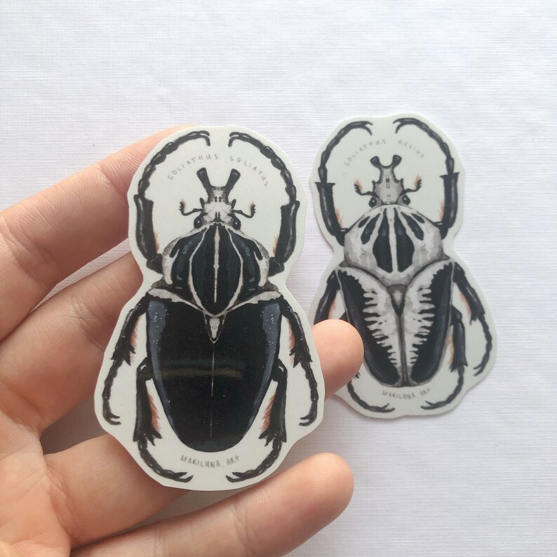 May include: Two stickers featuring detailed illustrations of Goliathus beetles. One beetle is black with white markings, the other is grayscale. The stickers have the text "GOLIATHUS GOLIATHUS" and "GOLIATHUS REGINA" printed on them. The artist's name, "MARILUNA ART," is also printed on the stickers.