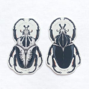 May include: Two stickers featuring detailed illustrations of Goliathus beetles. One beetle is in grayscale with black and white stripes, the other is black with white markings. The text "GOLIATHUS REGINUS" and "MARILINA ART" are printed on each sticker.