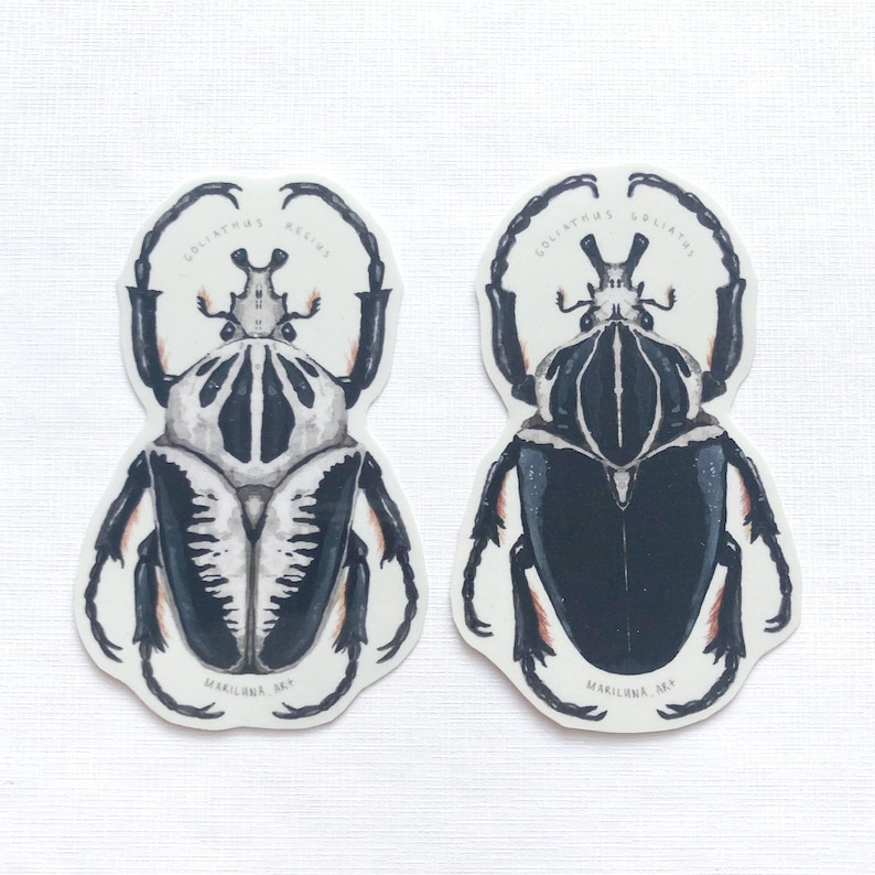 May include: Two stickers featuring detailed illustrations of Goliathus beetles. One beetle is in grayscale with black and white stripes, the other is black with white markings. The text "GOLIATHUS REGINUS" and "MARILINA ART" are printed on each sticker.
