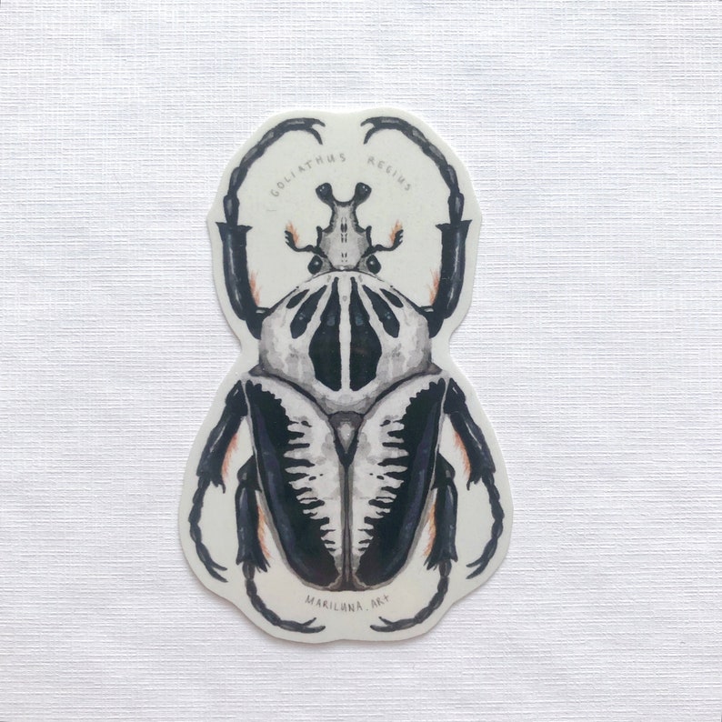 May include: A sticker featuring a detailed illustration of a Goliathus Regius beetle. The beetle is depicted in shades of black, white, and gray, with intricate patterns. The sticker includes the text "GOLIATHUS REGIUS" and "MARILANA ART".
