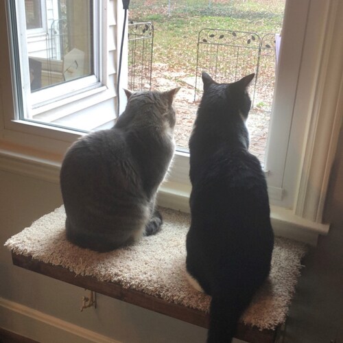 Set of 4 Floating Cat Shelves With Corner Shelf With Carpet Etsy