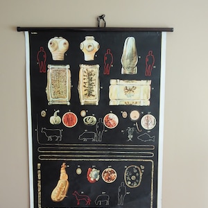 Può includere: Un grafico educativo vintage su sfondo nero con illustrazioni di vari parassiti e dei loro ospiti. Il grafico è etichettato con numeri e include immagini di una mucca, un maiale, un pesce e altri animali.