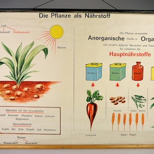 Grande affiche d'école, affiche éducative allemande de défilement, tirez vers le bas botanique vintage, tableau botanique d'école, affiche murale botanique d'école,