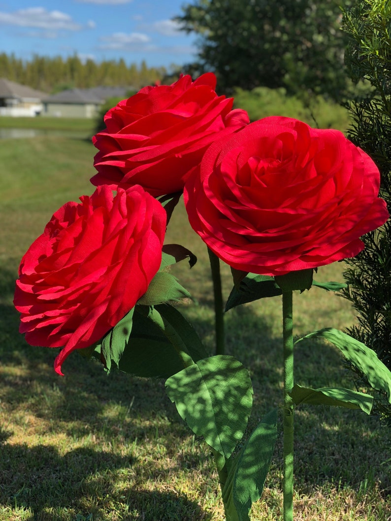 Канадские розы Канадские розы Достоинства безупречных канадских