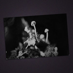 Growth in Decay postcard 4&quot;x6&quot; (single or set of 5)