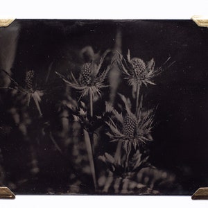 Thistle- Original wet plate collodion tintype.