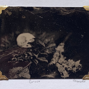 May include: A black and white photograph of a skull and other objects, with the words "Corvus" and "Wenzdai" written below the image.