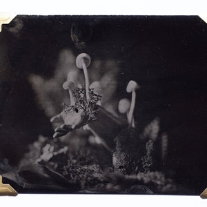 Growth In Decay I - Original wet plate collodion tintype.