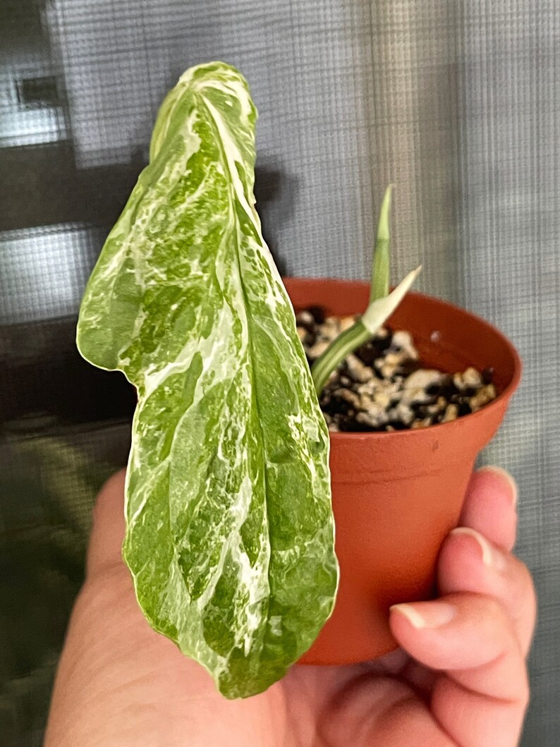 Variegated Amydrium zippelianum 3 pot | Etsy