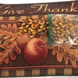 California Live Oak Acorns